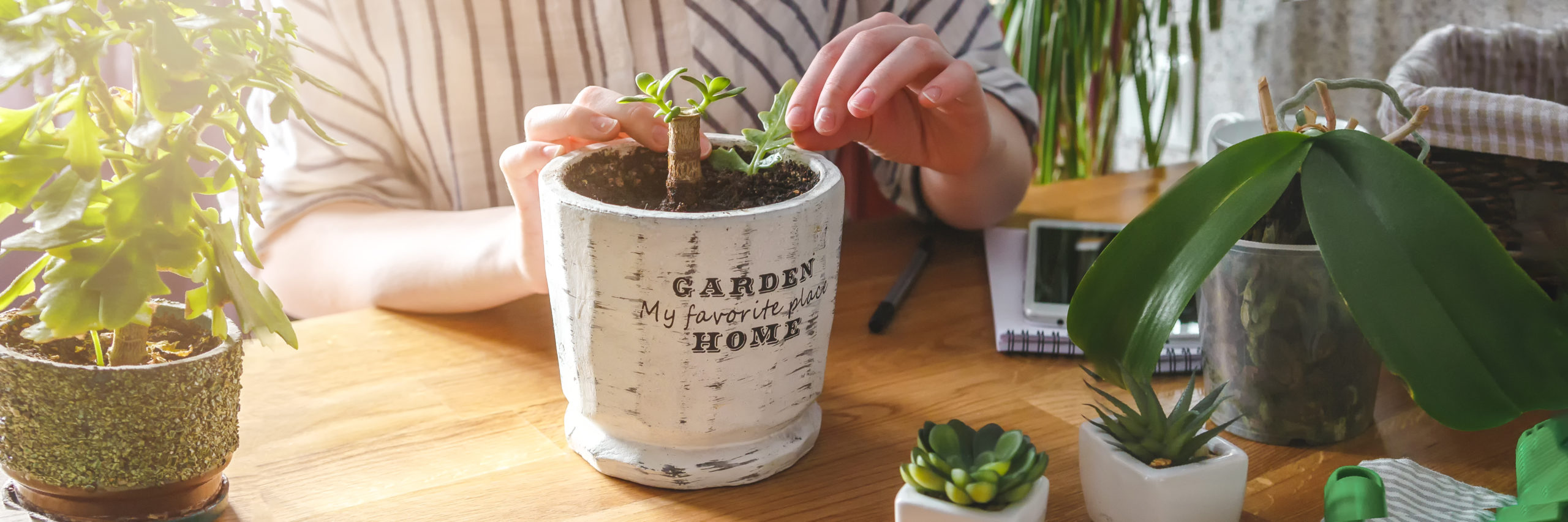 Garden,gardening home. Girl replanting green pasture in home garden.agriculture,indoor garden,room with plants banner Potted green plants at home, home jungle,Garden room gardening, Plant room,